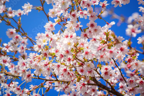 Inflorescences of light pink flowers in spring against a blue sky background