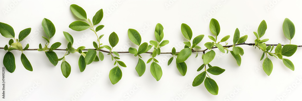 Obraz premium Sage leaves arranged in a neat row.