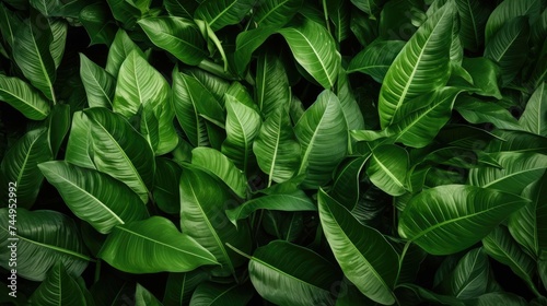 Light green leaves group.jpeg