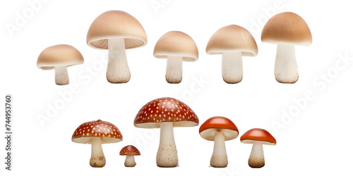 Collection of mushroom isolated on a white background as transparent PNG