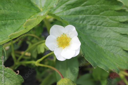 苺の花