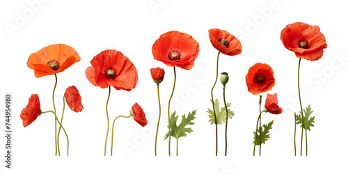 Collection of poppy fruit isolated on a white background as transparent PNG