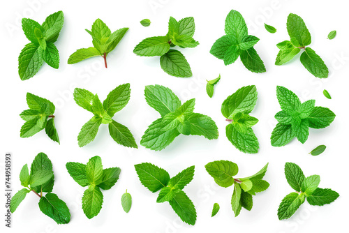 Collection set of mint leaves., fresh mint isolated on white background 