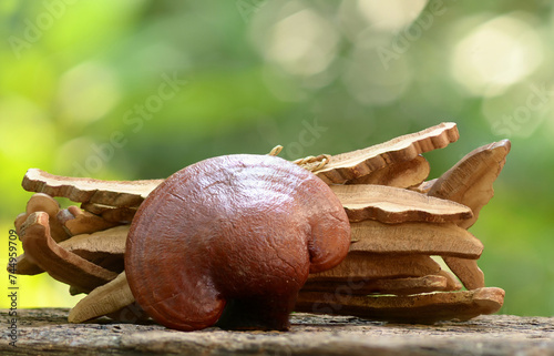 Ganoderma Lucidum with shiitake mushrooms, Background beautiful.