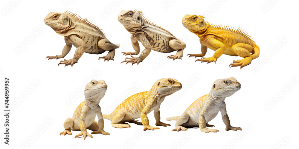 Obraz premium Collection of lizard isolated on a white background as transparent PNG
