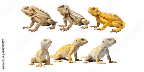 Collection of lizard isolated on a white background as transparent PNG