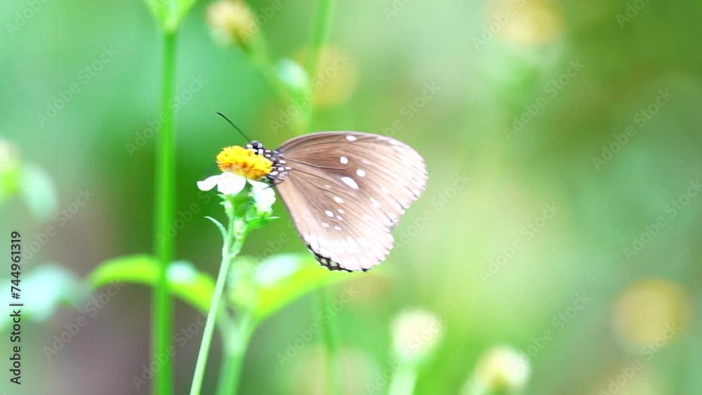 Thai butterfly in garden garden s Thai butterfly in garden garden s