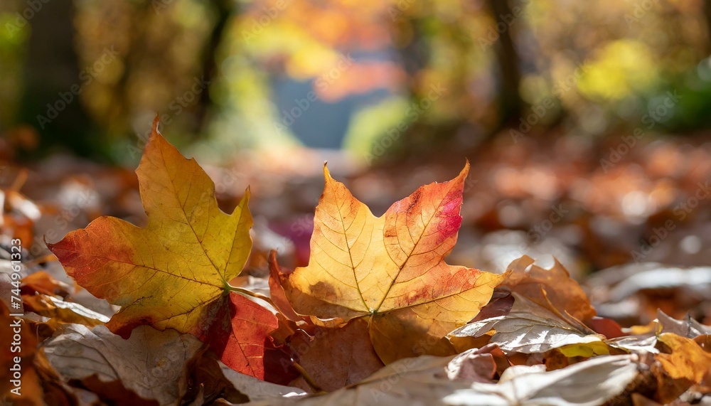 autumn leaves in the forest