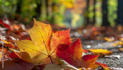 autumn leaves on the ground, nature background 