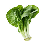 Isolated Bok Choy for Fresh Produce Graphics