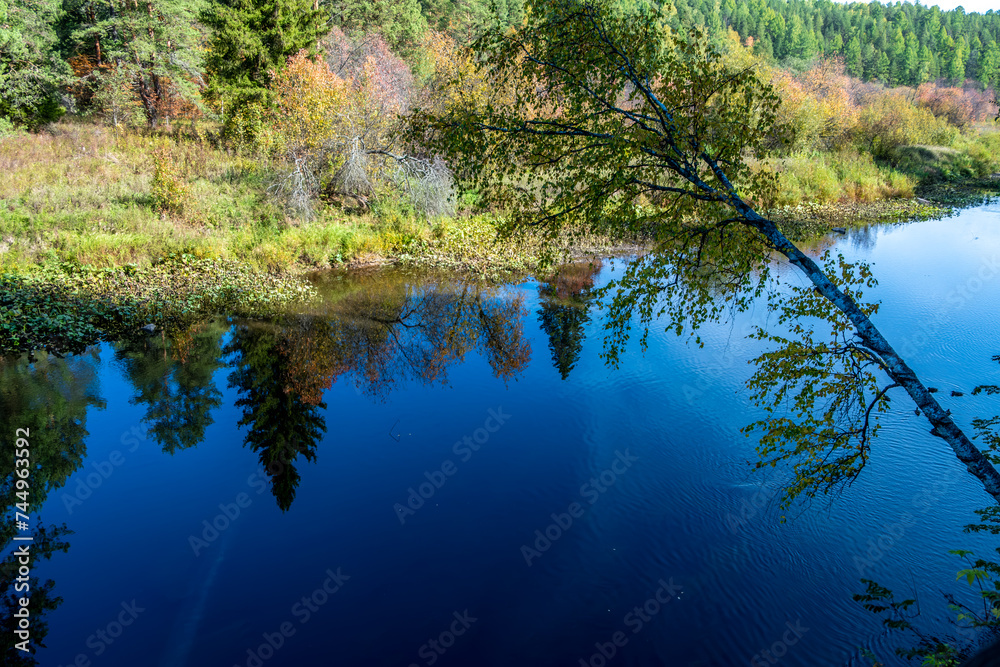 A tree hangs over the river on a summer day. A tree hangs over the river on a summer day.