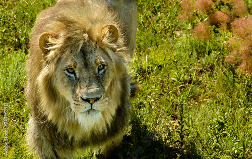 Fototapeta Naklejka Na Ścianę i Meble -  A lion in the green grass on a summer day.