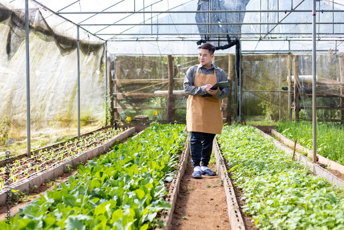 Asian local farmer growing salad lettuce and checking growth rate inside the polytunnel greenhouse using organics soil approach for family own business and picking some for sale photo
