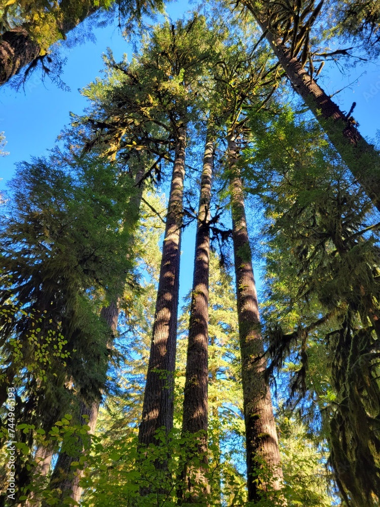 Fototapeta premium forest in autumn
