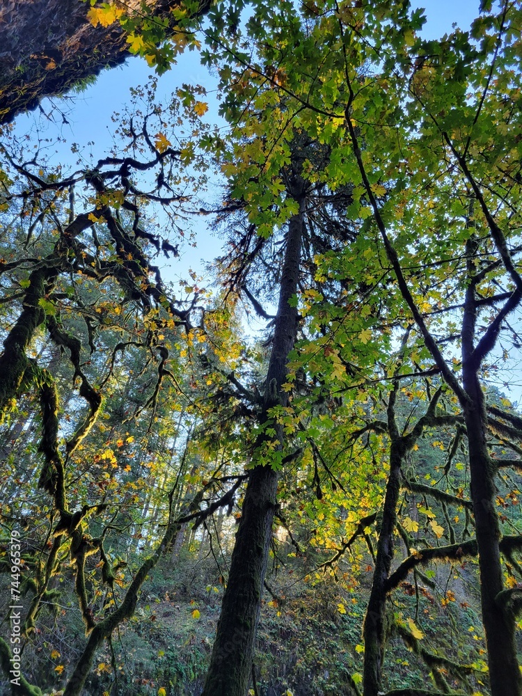 Naklejka premium autumn in the park