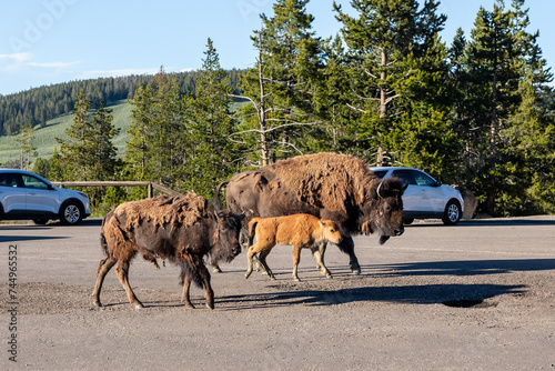 Wild buffaloes walk through the parking lot in the Yellowstone National Park, Wyoming
