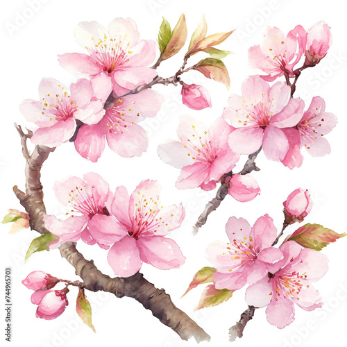 水彩タッチの桜のイラスト