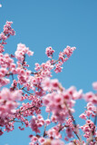2月の土肥桜