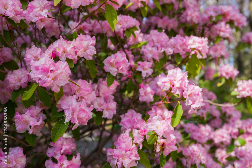 Spring blossom. A lush pink rhododendron bush is blooming. Natural floral background. flowers close up nature spring background. floral background lush fresh azalea flowers. Beautiful Rhododendron.