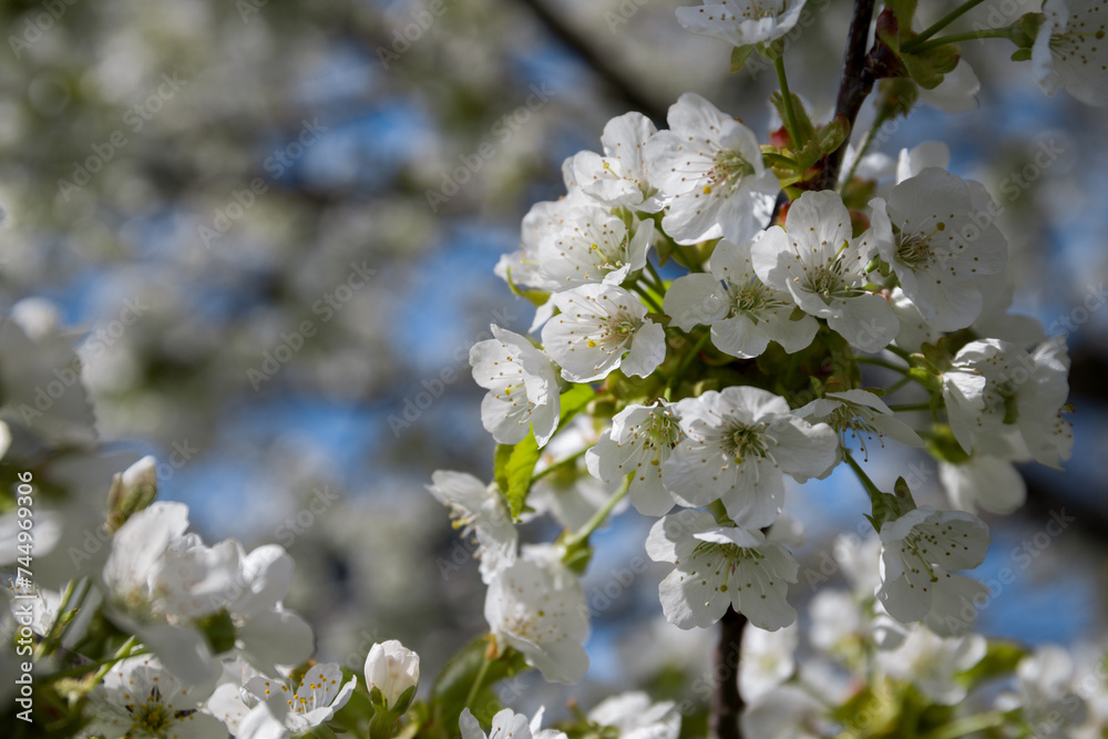 Spring cherry blossom in the rays of the sun. Natural floral background. flowers close up nature spring background. Spring cherry blossom in the rays of the sun. Natural floral background. flowers close up nature spring background.