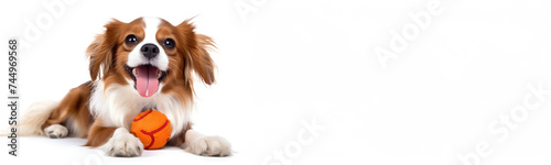 beautiful beagle dog isolated on white © Aida