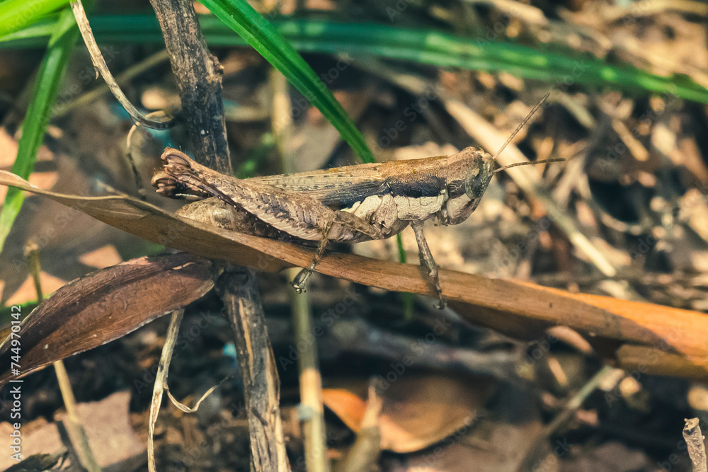 Close-up a Grasshopper resting on a blade of grass Close-up a Grasshopper resting on a blade of grass