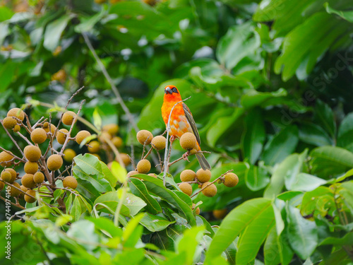 Vibrant red Mauritius Foudia bird perching on longan tree 