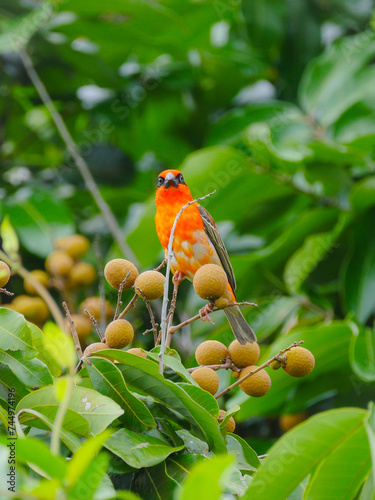Vibrant red Mauritius Fody bird perching on longan tree