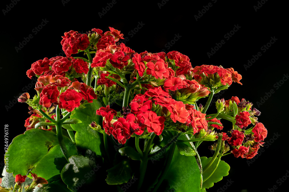Kalanchoe red flowers on a black background