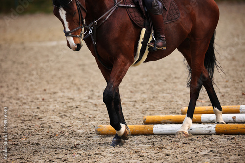 Horse with rider on the riding arena doing ground work with trotting poles. photo