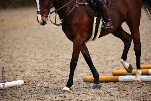 Horse with rider on the riding arena doing ground work with trotting poles. photo