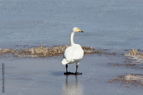 Fototapeta Naklejka Na Ścianę i Meble -  swan on the lake