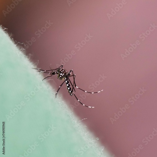 Aedes aegypty from West Africa is a main vector of several mosquito-borne pathogens photo