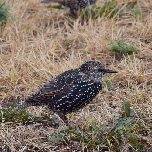 young starling