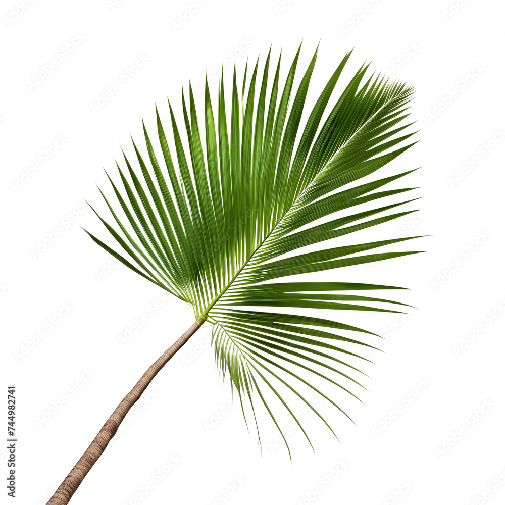 Obraz premium Palm leaf isolated on white
