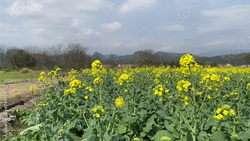 field with flower and orange photo