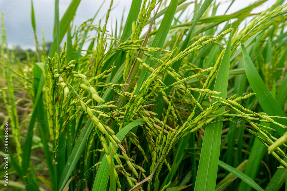 Agriculture, beautiful rice fields. this is the staple food in Indonesia and several countries in Asia. Agriculture, beautiful rice fields. this is the staple food in Indonesia and several countries in Asia.