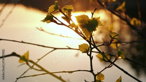 Birch buds and sunset at Nordic lake