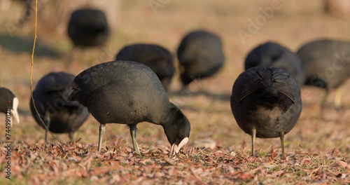 Coots on a winter day at the park lake in Bucharest, Romania