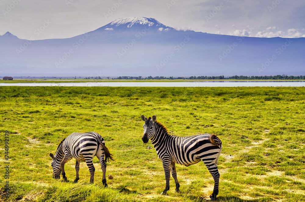 Fototapeta premium A pair of Zebras are pictured in this postcard like scene against the backdrop of the magnificent Mount Kilimanjaro in Amboseli National Park, Kenya
