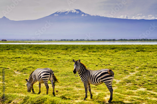 A pair of Zebras are pictured in this postcard like scene against the backdrop of the magnificent Mount Kilimanjaro in Amboseli National Park  Kenya