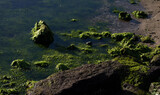 Natural green moss at the Port Melbourne coast