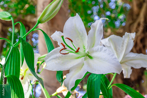 beautiful white Lilium brownii flower in the garden,Lilium brownii is a species of lily native to mainland China photo