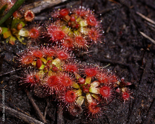 Plants of the beautiful pygmy sundew  Drosera pulchella   in natural habitat  Southwest Western Australia
