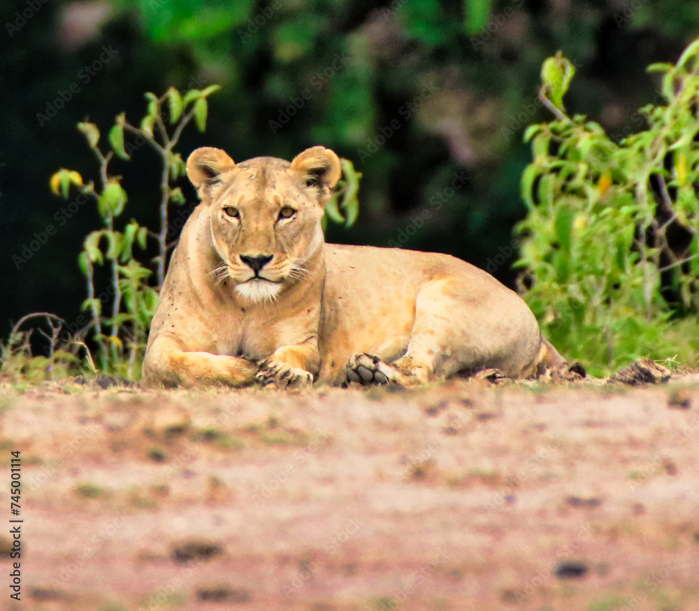 Close up of Lioness gazing into the distance at the Amboseli National Park, Kenya