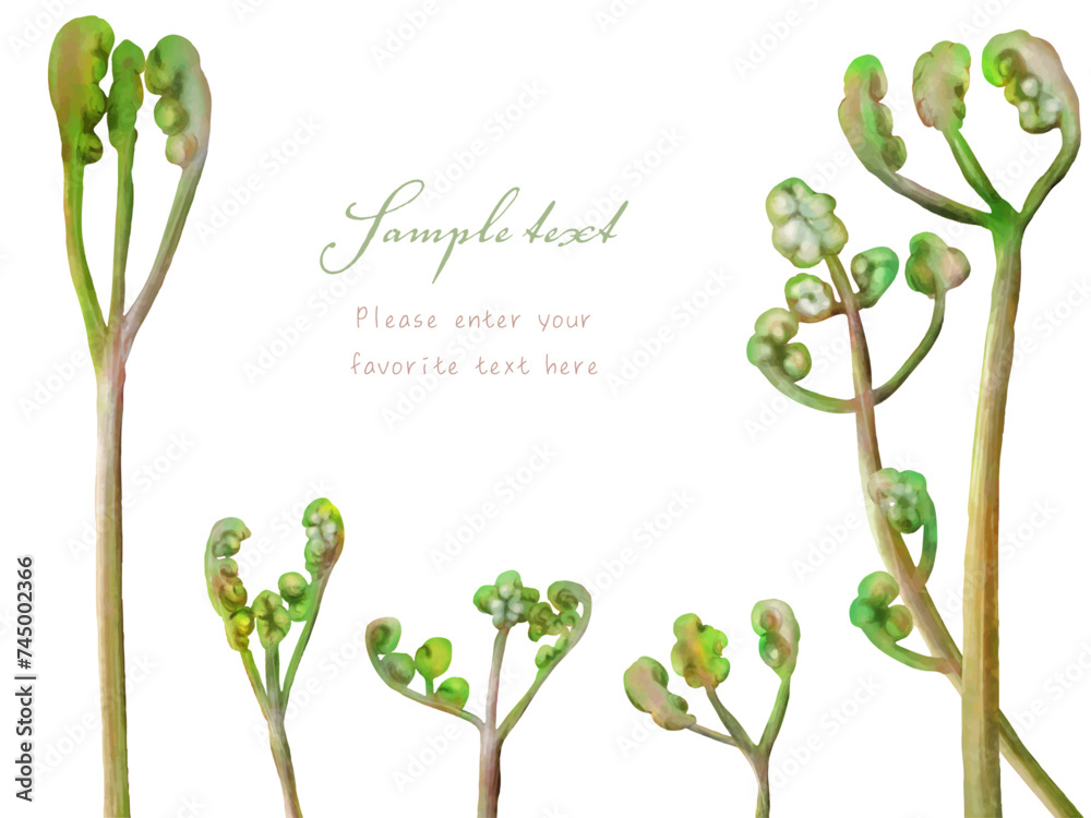 Obraz premium 蕨（わらび）のフレーム（ポストカード）