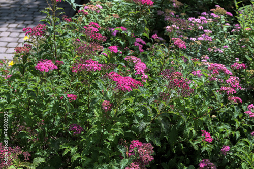 Wallpaper Mural Flowering japanese meadowsweet or Japanese spiraea Shirobana (Spiraea japonica) Torontodigital.ca