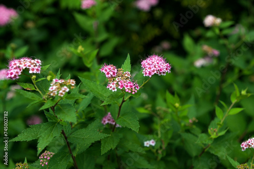 Flowering japanese meadowsweet or Japanese spiraea Shirobana (Spiraea japonica)