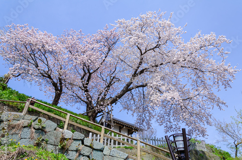 松前公園の桜満開