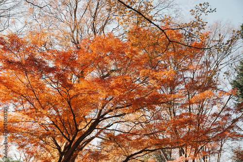 紅葉の木